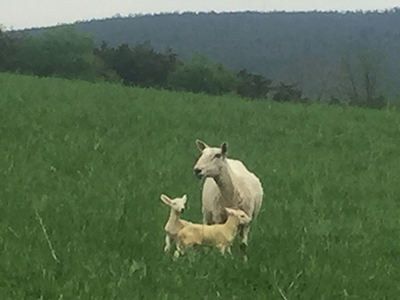 Ewe and lambs 