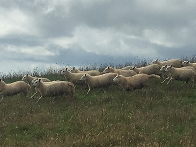 running lambs
