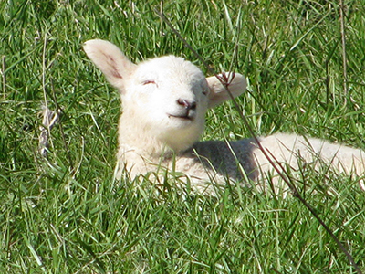 smiling lamb